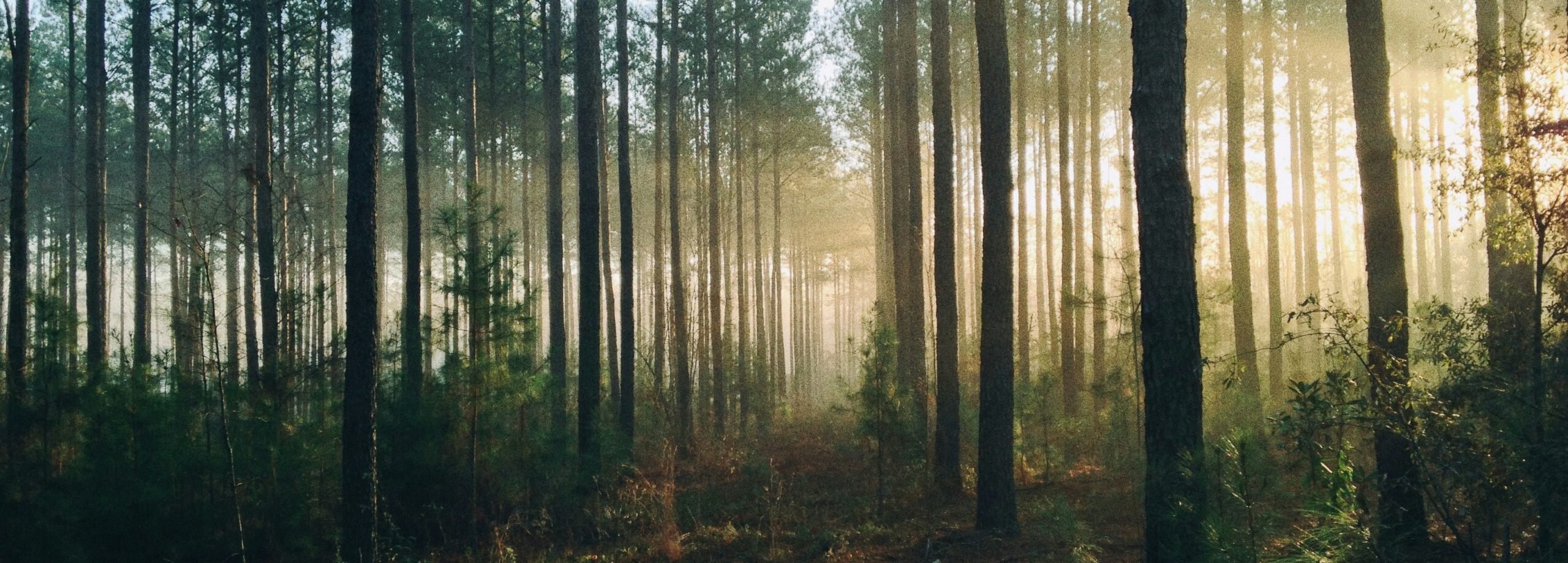 rectangle forest jpg